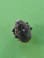 Glocianus