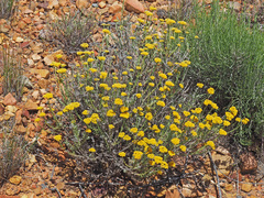 Helichrysum rutilans