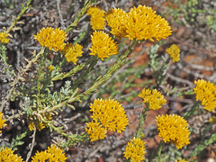 Helichrysum rutilans