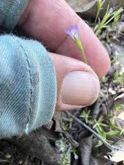 Githopsis diffusa filicaulis