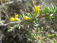 Aspalathus spinosa flavispina