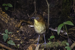 Grallaria flavotincta