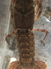 Cambarus georgiae