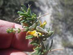 Aspalathus spinosa flavispina