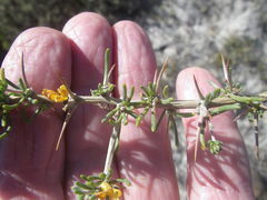 Aspalathus spinosa flavispina