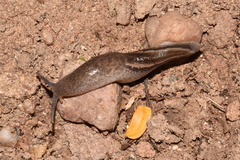 Urocyclus kirkii