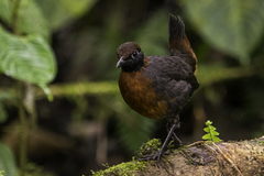 Formicarius rufipectus