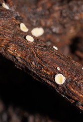 Lachnum lachnoderma