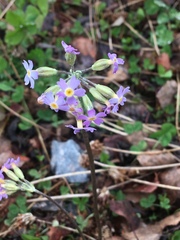Primula scandinavica