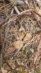 Gyromitra perlata