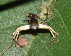Oxyopes flavipalpis