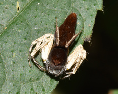 Oxyopes flavipalpis