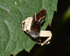 Oxyopes flavipalpis