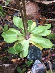 Primula scandinavica