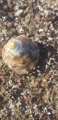 Trochus nigropunctatus