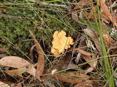 Ramaria capitata