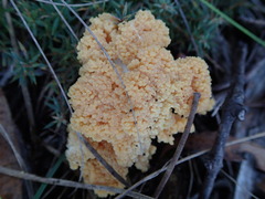 Ramaria capitata