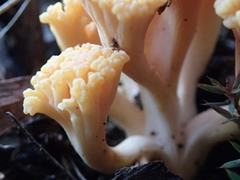 Ramaria capitata