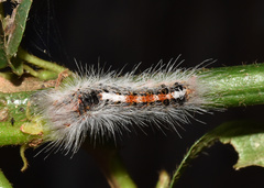 Euproctis punctifera