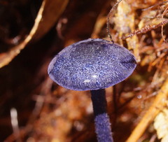 Entoloma panniculus