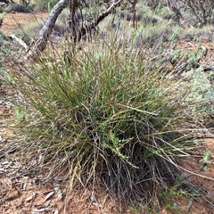 Lomandra leucocephala
