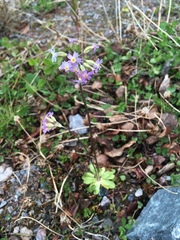Primula scandinavica