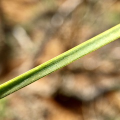 Lomandra leucocephala