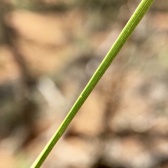 Lomandra leucocephala
