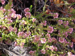 Erica brachycentra
