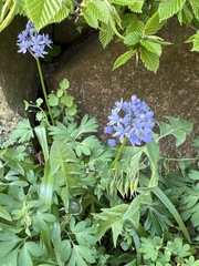 Hyacinthoides italica