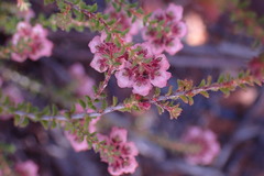 Erica brachycentra