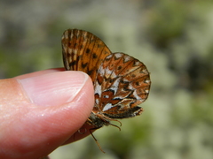 Boloria freija