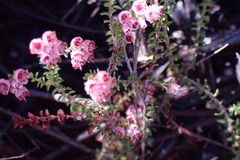 Erica brachycentra