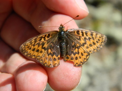 Boloria freija