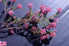 Erica brachycentra