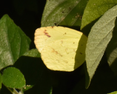 Eurema desjardinsii