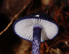 Entoloma panniculus