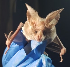 Macrotus californicus