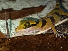 Cyrtodactylus pulchellus