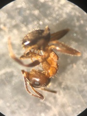 Lasius emarginatus