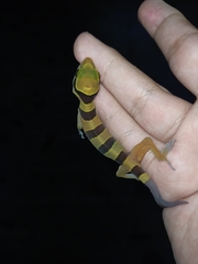 Cyrtodactylus pulchellus