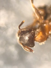 Lasius emarginatus