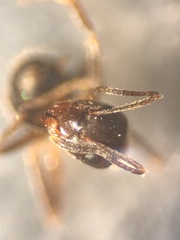 Lasius emarginatus