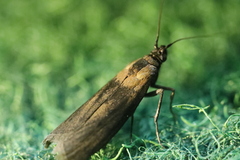 Sciota fumella