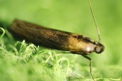 Sciota fumella