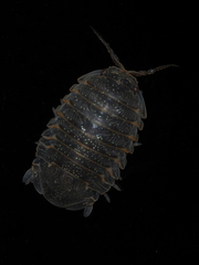 Gnorimosphaeroma oregonense