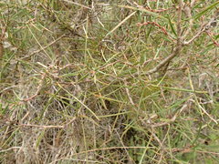 Hakea ulicina