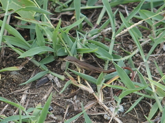 Takydromus stejnegeri