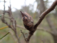 Hakea ulicina