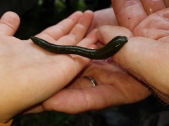 Haemopis sanguisuga